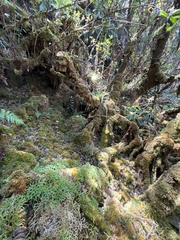 Lycopodium venustulum