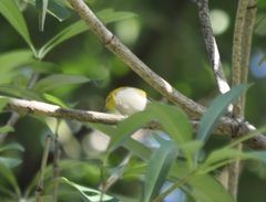 Zosterops simplex simplex