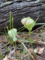 Pterostylis baptistii