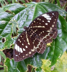 Lexias dirtea