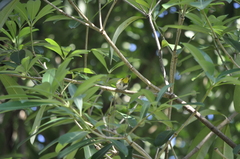 Zosterops simplex simplex