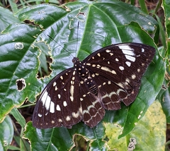 Lexias dirtea