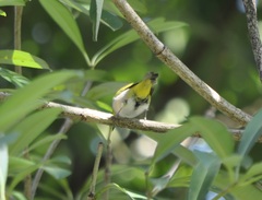 Zosterops simplex simplex