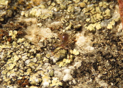 Neobisium