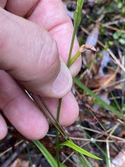 Pterostylis longifolia