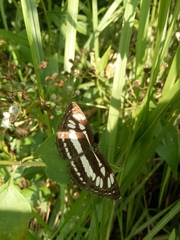 Neptis