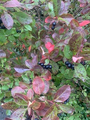 Aronia