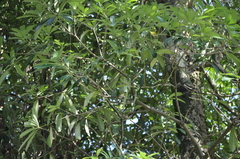 Zosterops simplex simplex