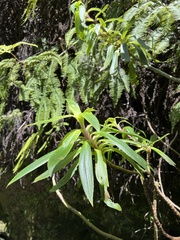 Dubautia raillardioides