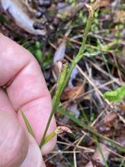 Pterostylis longifolia