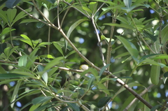 Zosterops simplex simplex