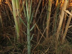 Arundo donax