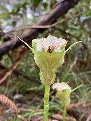 Pterostylis baptistii