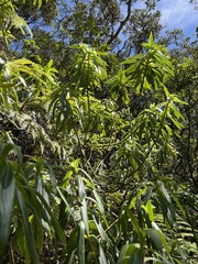 Dubautia raillardioides