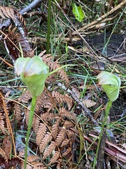 Pterostylis baptistii