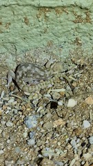 Pachydactylus bicolor