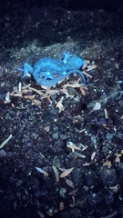 Pachydactylus bicolor