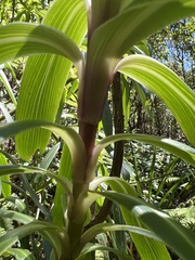 Dubautia raillardioides