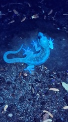 Pachydactylus bicolor