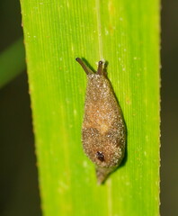 Cystopelta purpurea