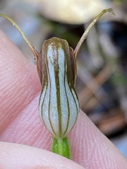 Pterostylis erecta