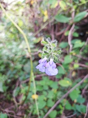 Salvia amarissima