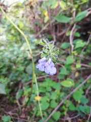 Salvia amarissima