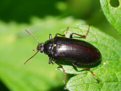 Lepispilus stygianus