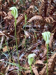 Pterostylis baptistii