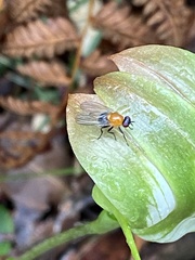 Pterostylis baptistii