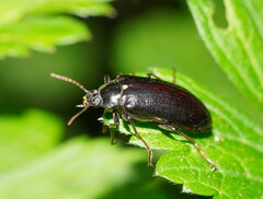 Lepispilus stygianus