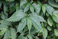 Elatostema cyrtandrifolium