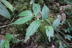 Elatostema cyrtandrifolium