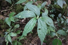 Elatostema cyrtandrifolium