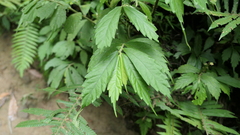 Elatostema lineolatum