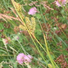 Carex diluta