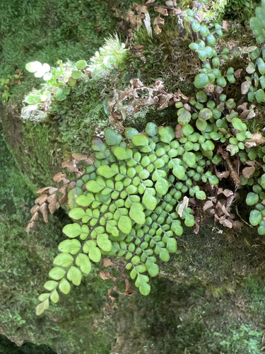 Sadleria unisora