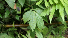 Elatostema platyphyllum