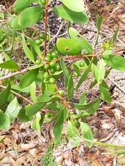 Persoonia levis