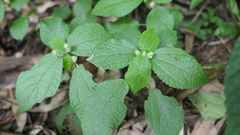 Boehmeria pilosiuscula