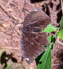 Lexias albopunctata