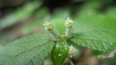 Boehmeria pilosiuscula