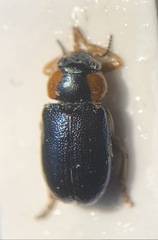Smaragdina xanthaspis