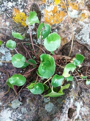 Peperomia bracteata