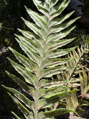 Asplenium contiguum