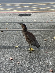 Gorsachius melanolophus