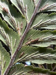 Asplenium contiguum