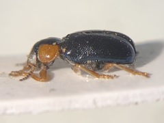 Smaragdina xanthaspis