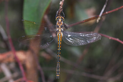 Hemicordulia australiae