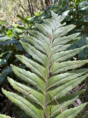Asplenium contiguum